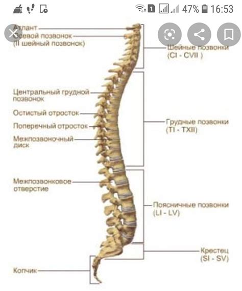 Состав позвоночника