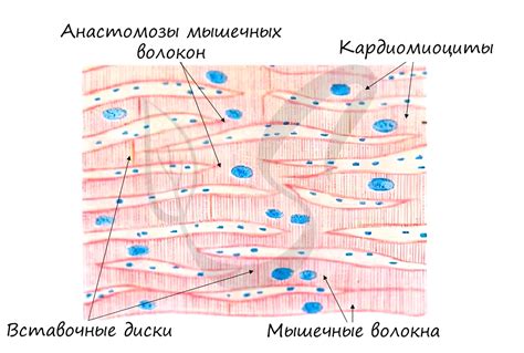 Состав сердечной ткани