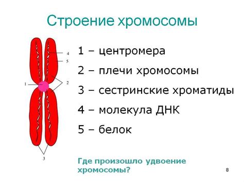 Состав хромосом в деспирализованном виде