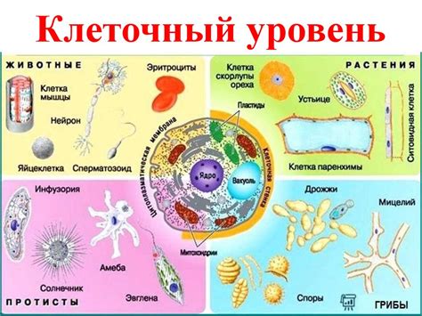 Состав цитоплазмы на клеточном уровне организации жизни