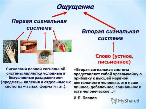 Состав человеческой второй сигнальной системы