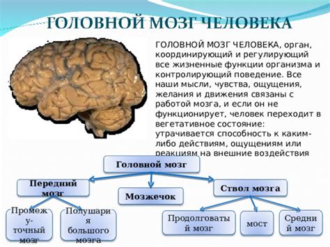 Состояние мозга Тургенева