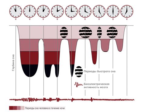 Состояние сна и его фазы