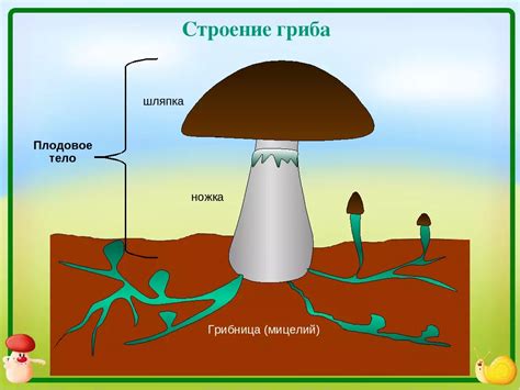 Состояние шляпки сивака: идеальное состояние гриба