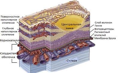 Сосудистая оболочка