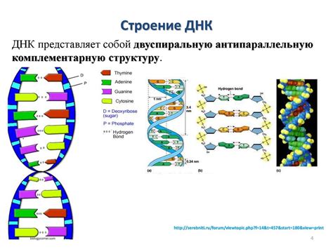 Сохранение и хранение ДНК