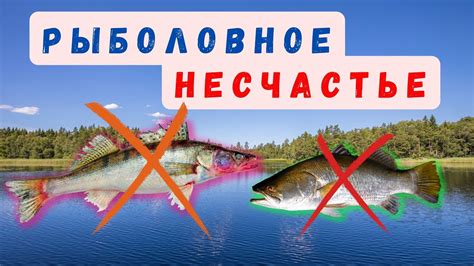 Сохранность и выпуск пойманной рыбы