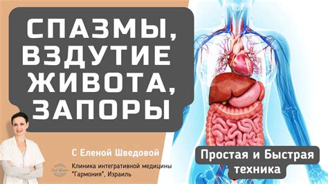 Спазмы гладкой мускулатуры внутренних органов: что это