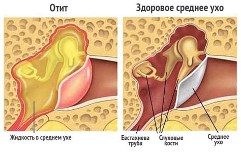 Специальные требования при боли в ушах у шарпея