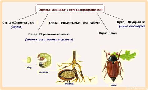 Спиртовка для изучения строения насекомых