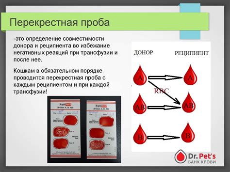 Способы лечения крови на СДМА у кошек