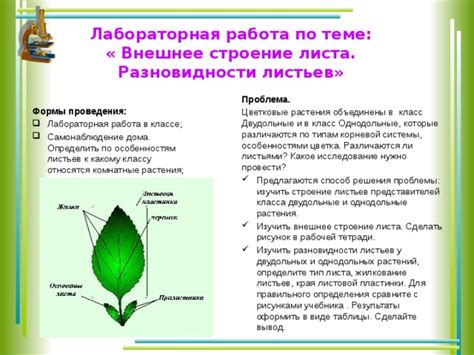 Способы определения по особенностям листьев