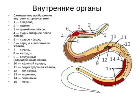 Способы определения яда у змей