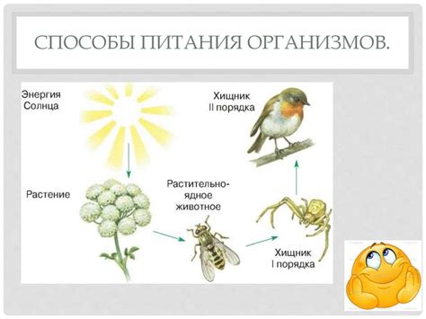 Способы получения питания у разных организмов