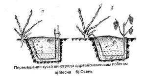 Способы размножения девичьего винограда через семена