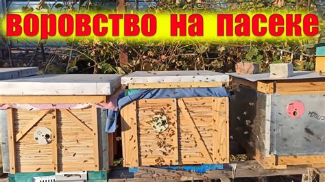 Способы рационального использования пчел воровок