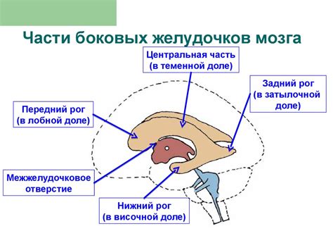 Способы снижения индекса боковых желудочков