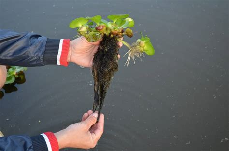 Способы сохранения водного гиацинта зимой