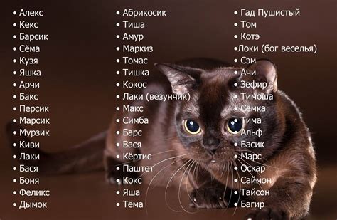 Способы узнать имя кота