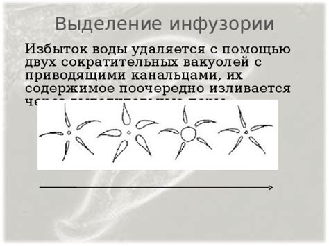 Способ образования и функционирования сократительных вакуолей