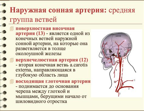 Способ 2: Измерение на шейке сонной артерии