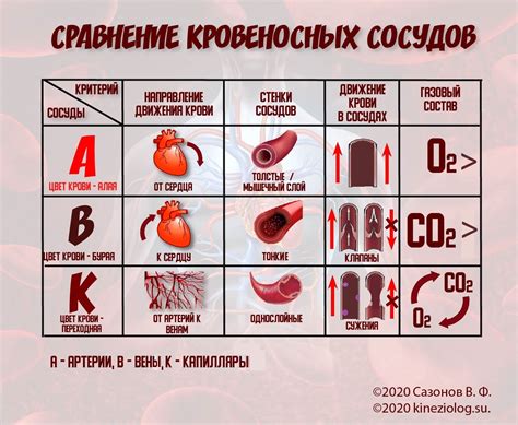 Сравнение разных типов крови