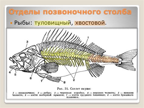 Сравнение скелетов земноводных и рыб