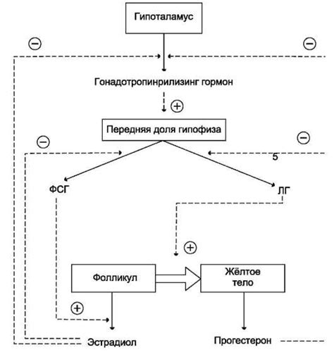 Сравнительный анализ периодичности секреции ЛГ