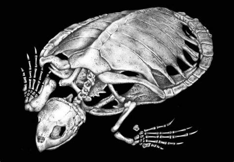 Становление скелета черепашки