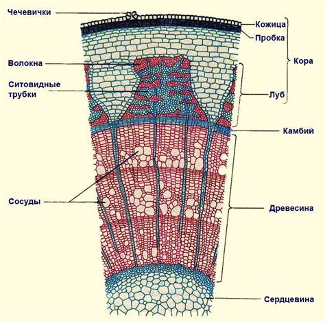 Стебель и его структура