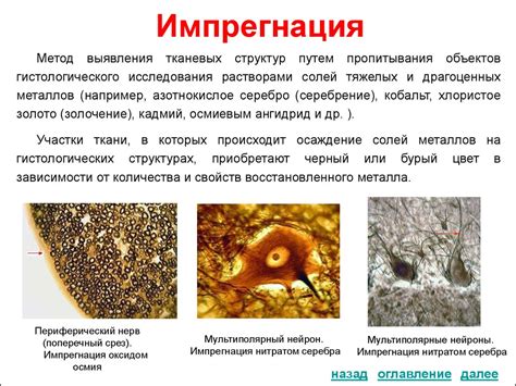 Стекла: назначение и особенности применения в гистологии