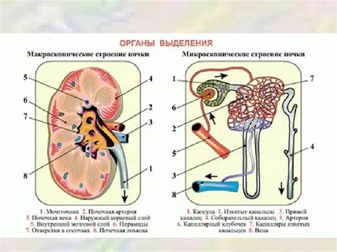 Стимулы и функции выделительной ткани