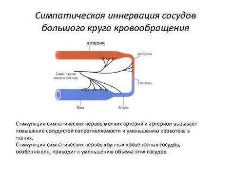 Стимуляция кровообращения и усиление метаболизма