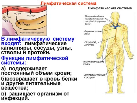 Стимуляция лимфатической системы