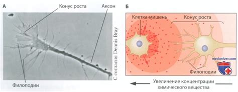 Стимуляция нейронов и рост связей