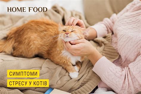 Стресс у кошки