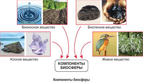 Строение биосферы и ее компоненты