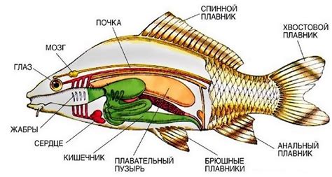 Строение боковой линии у костных рыб