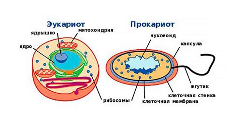 Строение вирусов: главные отличия от прокариотов и эукариотов