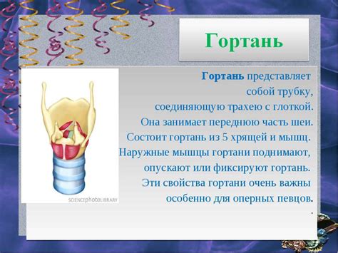 Строение голосового аппарата и его основные составляющие