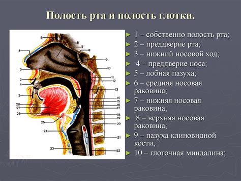 Строение гортани и его составляющие