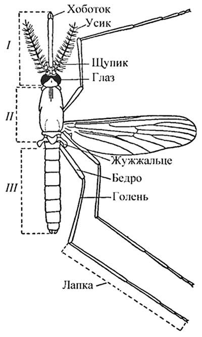 Строение груди комара: роль в его жизнедеятельности