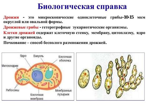 Строение дрожжей: основные особенности