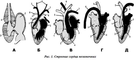 Строение жаберных дуг