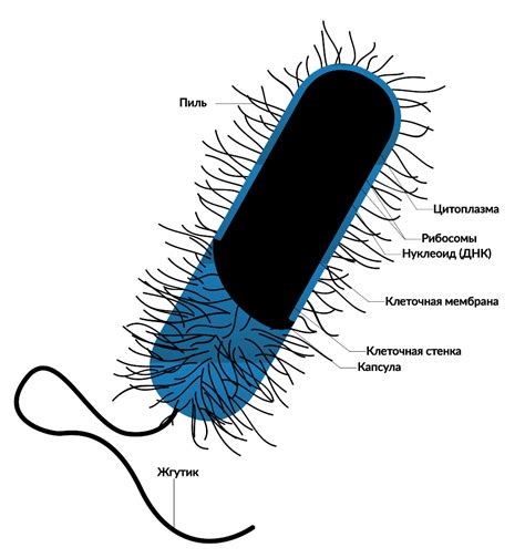 Строение и функции бактерий