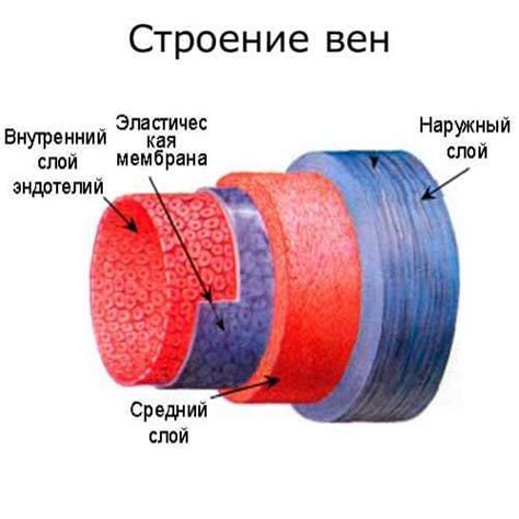 Строение и функции вен