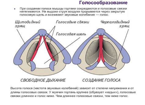 Строение и функции голосовых связок