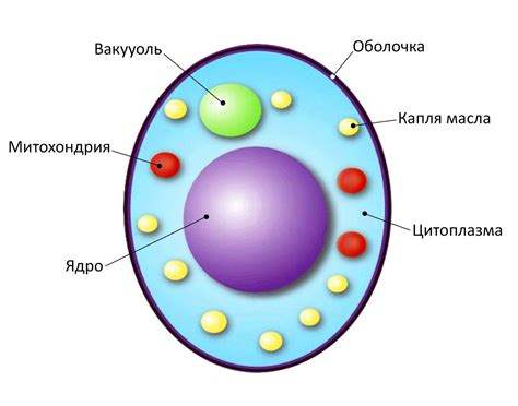 Строение и функции дрожжей