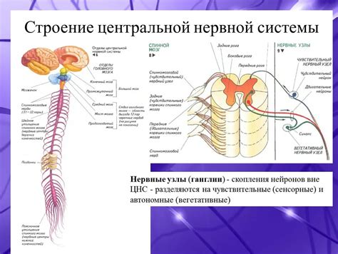 Строение и функции нервной системы