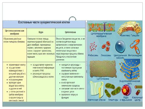 Строение и функции разложения